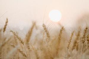 campo de trigo dorado con fondo de puesta de sol. foto