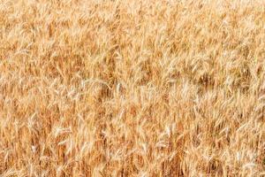 Golden wheat field in summer. photo