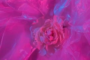 Top view of peony on fabric in neon light. Creative summer concept photo