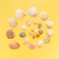 Top view of seashells in the form of a spiral on a yellow background. Creative summer abstract flat lay background