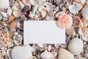 vista superior de conchas marinas y estrellas de mar con una hoja de papel o tarjeta de visita. fondo abstracto de verano creativo plano con espacio de copia