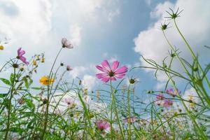 Beautiful cosmos flowers blooming in garden. Colorful cosmos flowers in spring morning and blue sky. photo