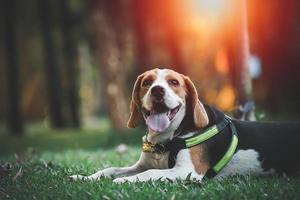 beagle con la lengua afuera en la hierba durante la puesta de sol en el campo de los campos. retrato de perro fondo retroiluminado. concepto de perro animal. foto