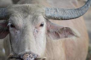 cabeza de búfalo asiático blanco. cerrar la cabeza de búfalo blanco. concepto de animales foto