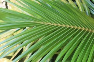 green palm leaves with yellow stems photo