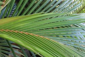 green palm leaves with orange stems photo