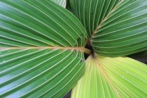 coconut leaf texture photo