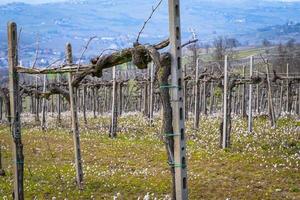 vista primaveral temprana de los viñedos sobre las colinas de oltrepo pavese, lombardía, norte de italia. esta zona es mundialmente famosa por sus valiosos vinos tintos y blancos espumosos. foto