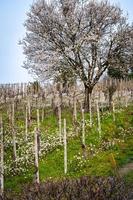 vista primaveral temprana de los viñedos sobre las colinas de oltrepo pavese, lombardía, norte de italia. esta zona es mundialmente famosa por sus valiosos vinos tintos y blancos espumosos. foto