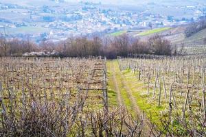 Early springtime view of the vineyards over the hills of Oltrepo Pavese, Lombardy, Northern Italy. This area is world famous for its valuable red and sparkling white wines. photo