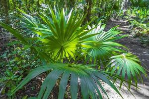 Tropical natural jungle forest plants trees Muyil Mayan ruins Mexico.