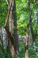 Tropical jungle plants trees walking trails Muyil Mayan ruins Mexico. photo