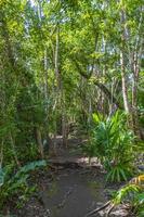 Tropical jungle plants trees walking trails Muyil Mayan ruins Mexico. photo