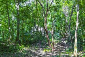 Tropical jungle plants trees walking trails Muyil Mayan ruins Mexico. photo