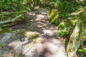 Tropical jungle plants trees walking trails Muyil Mayan ruins Mexico.