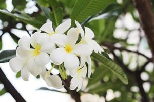 Beautiful frangipani or plumeria flowers with green leaf on tree in the garden. photo