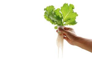 Hand of young man holding a white hydroponic pot with vegetable seedlings growing on a sponge isolated on white background with clipping path. Grow vegetables without soil concept.