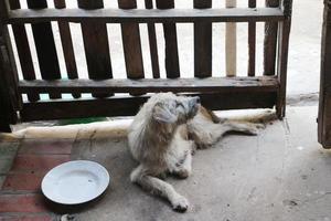 The dog was lying on the concrete floor alone with empty dish and it looked at the open door waiting for its owner to return to feed. photo