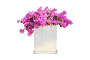 Concrete flower pot with pink bougainvillea flowers isolated on white background with clipping path. photo