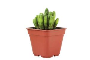 Front view of cactus in potted on white background. photo