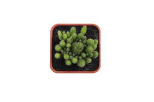 Top view of cactus in potted isolated on white background with clipping path. photo