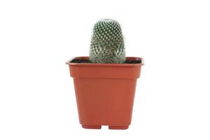 Cactus in potted on white background. Front view. photo