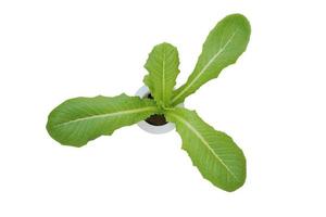 Vegetable seedlings growing on a sponge in a white hydroponic pot isolated on white background with clipping path. Grow vegetables without soil concept. Top view. Clean food. photo