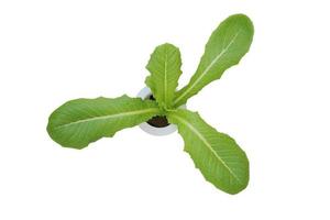 Vegetable seedlings growing on a sponge in a white hydroponic pot isolated on white background with clipping path. Grow vegetables without soil concept. Top view. Clean food. photo