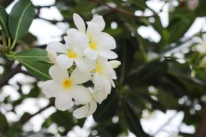 hermosas flores de frangipani o plumeria con hojas verdes en el árbol del jardín. foto