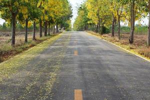 The asphalt road is covered with yellow flower petals and the Cassia fistula or Golden shower tree with flowers blooming beautifully on either side. photo