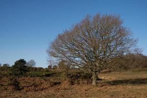 View of the Ashdown Forest in East Sussex on a sunny winters day photo