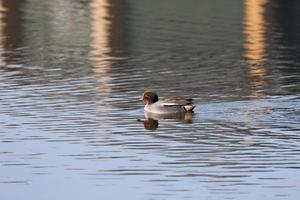 Common Teal swimming across a lake photo