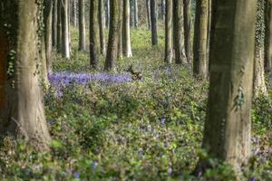 Bluebells in Wepham Wood photo