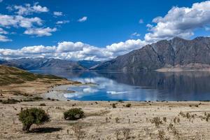 ganado pastando en la tierra que rodea el lago hawea foto