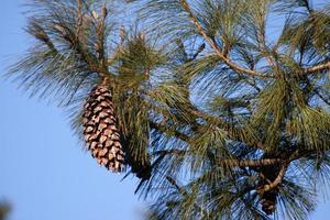 cono de pino grande en un abeto en invierno foto