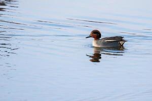 Common Teal swimming across a lake photo