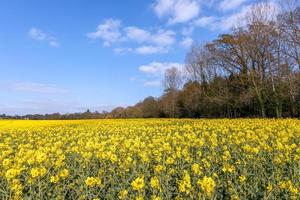 Rapeseed flowering in the East Sussex countryside near Birch Grove photo