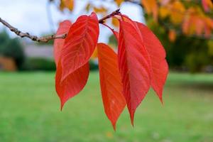 pájaro, cerezo, hojas, en, otoño, en, este, grinstead foto