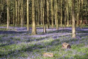 Bluebells in Wepham Wood photo
