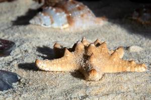 Sunlit Thorney Starfish photo