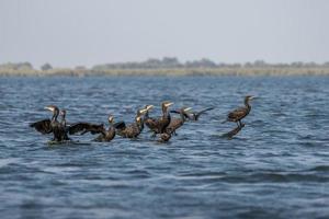 grandes cormoranes en el delta del danubio foto