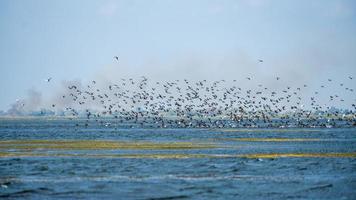 grandes cormoranes en vuelo en el delta del danubio foto