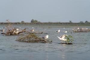 Seagulls standing on a submerged tree in the Danube Delta photo