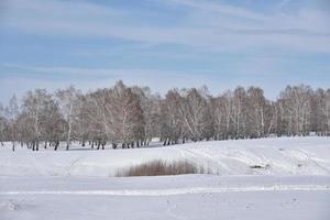 bosque de invierno y nieve en el campo durante el día foto