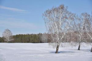 Winter forest and snow in the field during the day photo