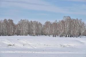 Winter forest and snow in the field during the day photo