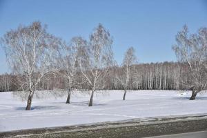 bosque de invierno y nieve en el campo durante el día foto