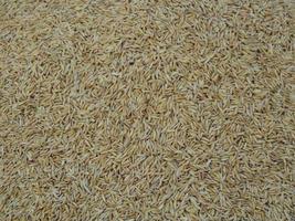 Ear of rice grains. rice and rice grains ears of Thai jasmine rice in Thailand. photo