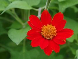 color naranja zinnia angustifolia. polen amarillo en el jardín. fondo de hoja verde. foto