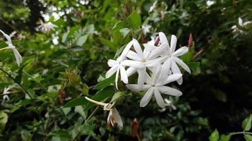 fondo de naturaleza hermosa flor de color blanco. trachelospermum jasminoides es una especie de floración. hojas verdes. gota de agua despues de la lluvia foto